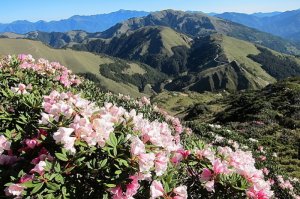 【中廣新聞網】來去趴趴走－高山賞花步道