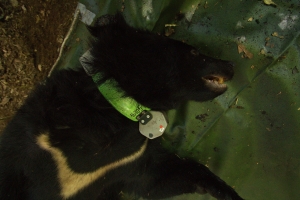 【新聞】路過台八線的台灣黑熊母子 疑為大雪山第一隻繫放之母熊