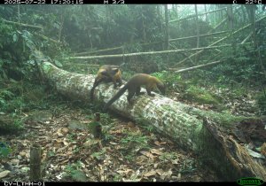紅外線相機監測揭密 山羌成「跨物種同框王」