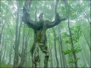 【新聞】森林出現真實樹人！登山客抬頭一看嚇呆
