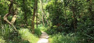 感受森林公園的寂靜與神秘∥田中森林公園登山步道