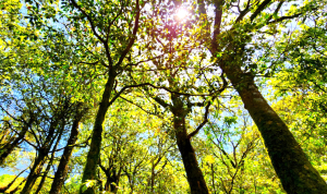 【中級山】與山毛櫸的邂逅，逐鹿山