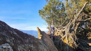 【 北得拉曼】【內鳥嘴山】新尖石步道-神木群、回音谷、山毛櫸、泰雅族聖域