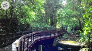 【新北土城】桐花公園賞螢步道、天上山步道