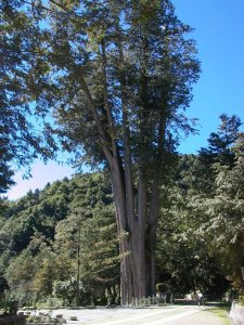 【樹齡重估】拉拉山與大雪山巨木完成樹齡鑑定 國家森林遊樂區十大巨木出列