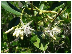 新豐紅樹林木棧步道