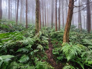 20260208五分寮頂山內大坪山石硬山O型