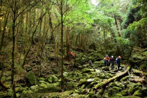 【苗栗】大坪－杜鵑嶺加里山P形走