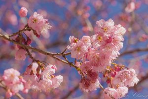 福壽山千櫻園櫻花季初開