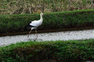 我的鳥日記  2020 D1116 東方白鸛