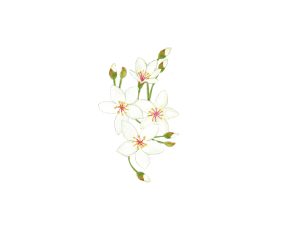 【森林之寶】白毛山步道－油桐花