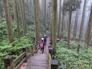 【山系野遊】阿里山頂湖步道