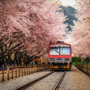 【攝影】櫻花的拍攝技巧