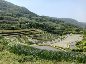 石門區嵩山百年水梯田鳶尾花祭+阡陌步道