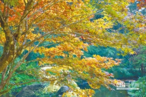 【新聞】秋天最美的風景 楓紅 飛螢 杉林溪