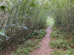 【肉腳練功記 No.16】南勢角山 文筆山 天上山 火焰山