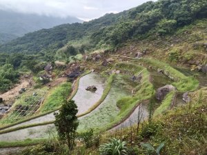 【發現陽明山】坪頂古圳看蟲去