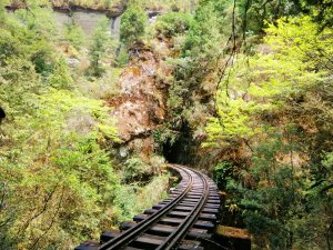 【嘉義。阿里山鄉】走一段震撼的森林秘境~失落的眠月鐵道線