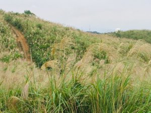 三角埔頂山賞芒