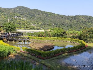 【臺北大縱走 4】風櫃嘴→雙溪溝古道→五指山古道→大崙頭山北面步道→許願步道→碧山路→白石湖社區