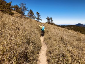 【南投信義鄉】刷臉箭竹、登高郡大、望遠群山