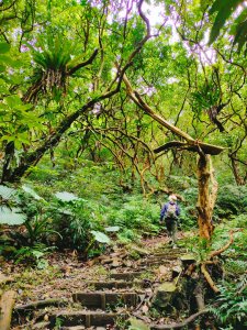 灣坑頭山 海拔：616 小百岳82 與桃源谷大溪線