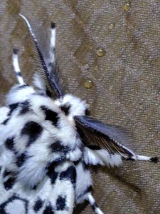 大竹溪山連走鞍輪名山