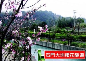 石門大圳過嶺支渠櫻花步道 健行筆記