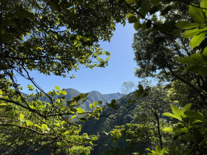 橫嶺山步道接鳶嘴山西稜、長壽山下大雪山林道