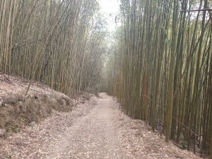 輕鬆簡單卻異常冷門的登山行程---南坑山