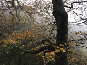 北插天山、山毛櫸、塔開神木