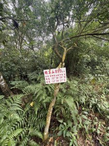 20251109棚集山步道