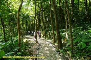 【新北市】橫山里賞桐步道 & 石門區 麟山鼻步道