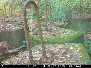 【生態】石虎暌違二十年重現鹿寮南溪 大肚臺地綠網保育軸帶生態復育見成效