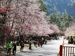 【新聞】2021年武陵櫻花季2月間登場 登山隊伍車輛管制措施