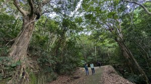 【臺南】楠西南化獵鷹尖一線天步道