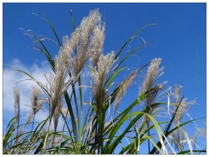 七星山主、東峰/芒花