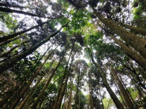 香杉秘境@長壽山：還有孟宗竹林及柳杉混合林、加碼夫妻樹