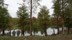 搭公車暢遊大溪月眉人工溼地、 山豬湖生態親水園區、 李騰芳古宅與中正公園