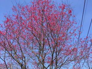 圓通禪寺 烘爐地 O型縱走 (gpx檔)2019-02-03