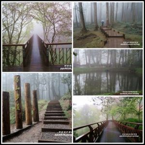 嘉義。2017阿里山櫻花季。雨中漫步阿里山