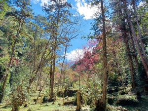 【台中和平】森林步道悠閒走。 八仙山森林遊樂區步道群