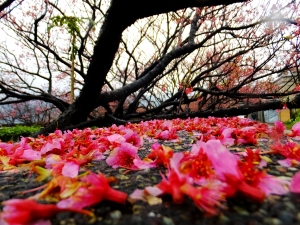 雨中寒櫻迎立春，狗殷勤古道賀新年 