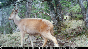 誰在深夜的玉山園區漫步?揭開國家公園生物多樣性的神秘面紗