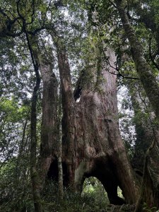 【活動資訊】遠征吧！神木探險隊！東眼山寒假營隊熱烈招生中！