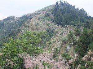 【基隆】淡蘭古道暖東舊道走長城(五分山)步道賞芒花