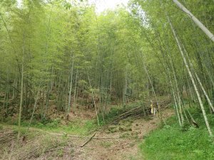 [桃園大溪][四]金山面山、金山面山北峰、金山面山東南、金面山(鳥嘴尖)、上石屯、下石屯、北大尖湖