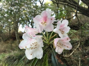 阿里山的杜鵑花