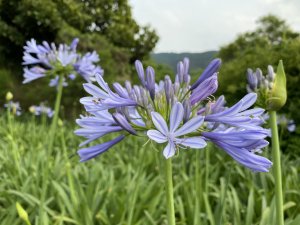 【新聞】戀夏內雙溪 紫要與你在一起