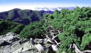 合歡東峰